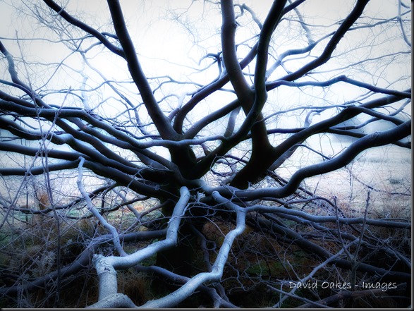 1-Frost-on-Beech-Branches