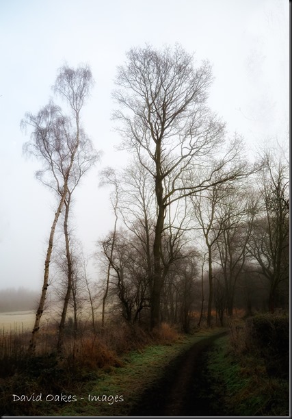 6.-Tree-thru-the-Fog