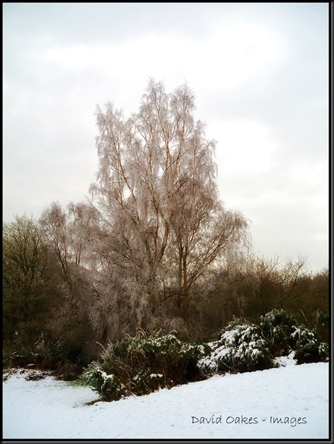 Birch-in-Frost