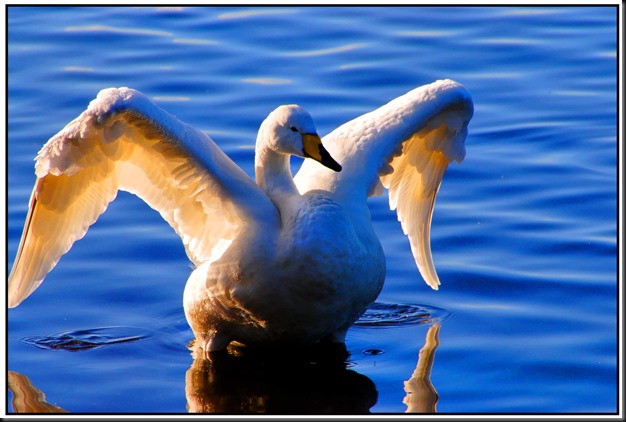Spread-my-wings-Whooper-Swan