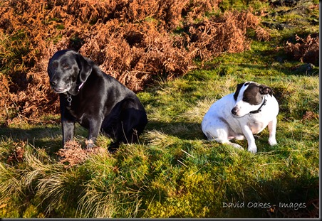 Upper Derwent Valley, Derbyshire