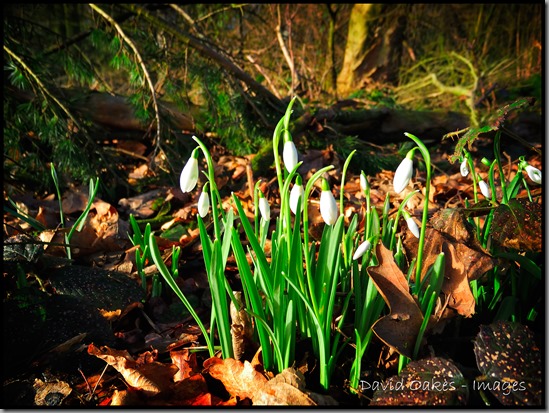 More-snowdrops-1