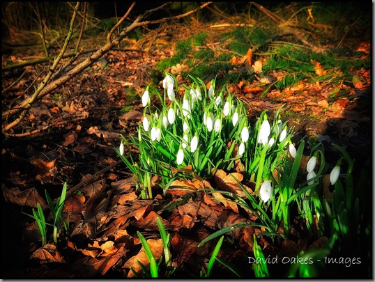 More-snowdrops-2