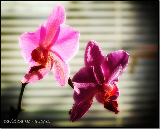 Orchid-1