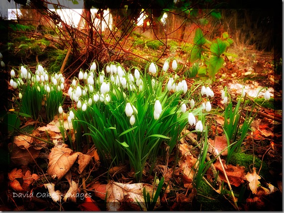 Snowdrop-Glow
