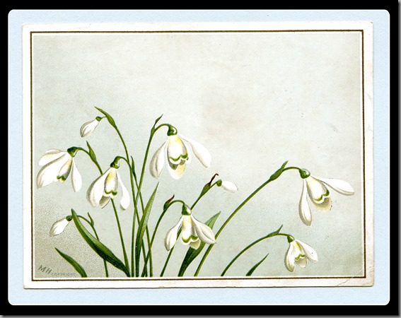 Victorian-Snowdrops