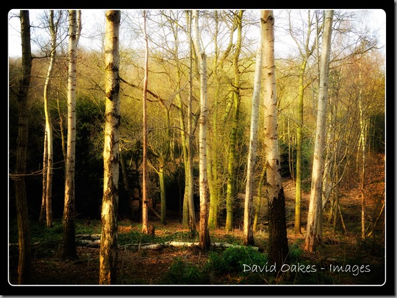 Bare-woodland