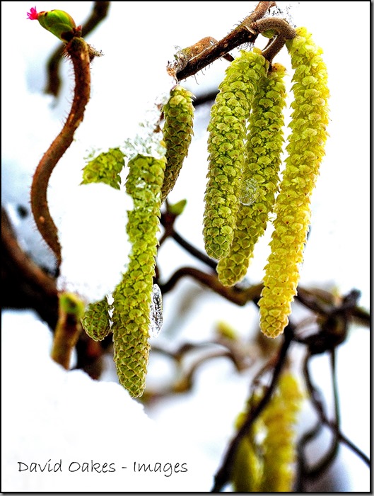 Catkins-03278