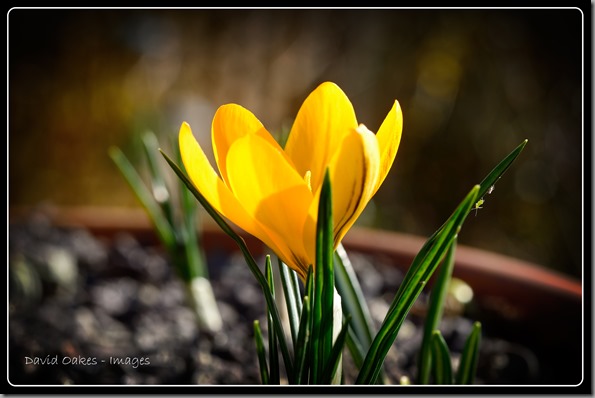 D600---Crocus-bb-02994
