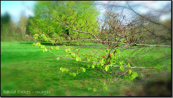 Beech-Spring-4