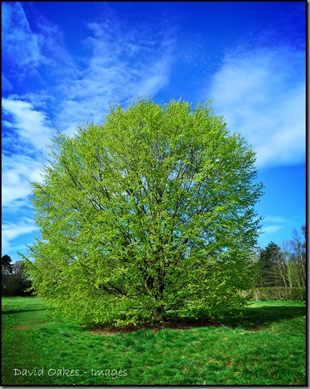 Beech-Spring-5