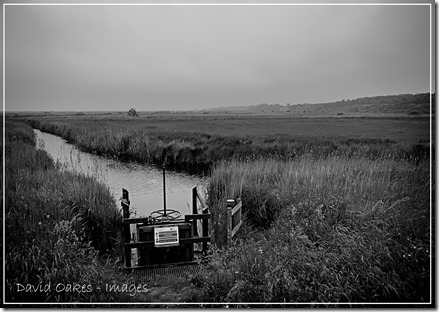 The-Marsh