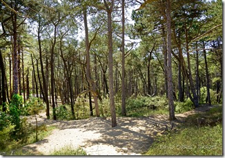 Norfolk 5_931Coast Norfolk