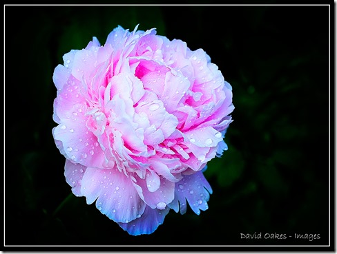 PINK-PEONY