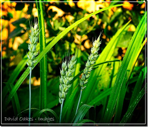 Wheat-Ears