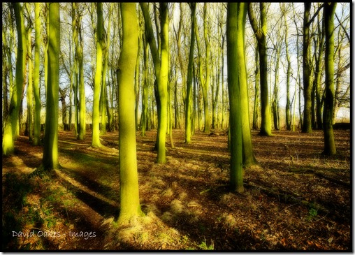 Winter-Woodland-Glow