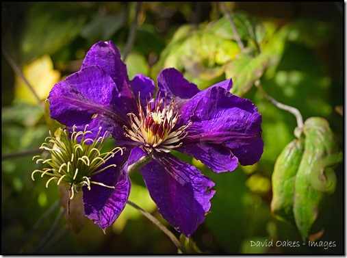 Clematis-w1