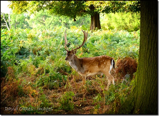 Deer-September-1