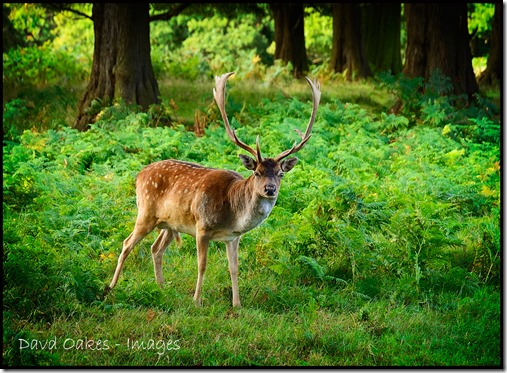Deer-September-4