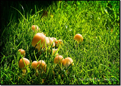 Fungi3