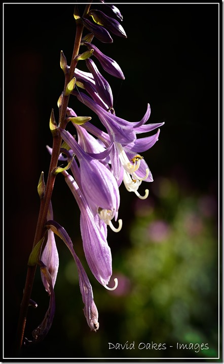 Hosta-2
