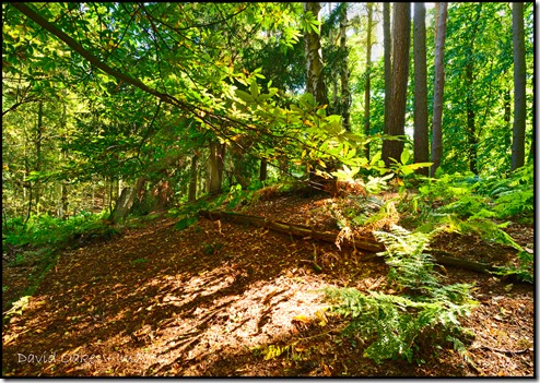 Late-September-Morning--3