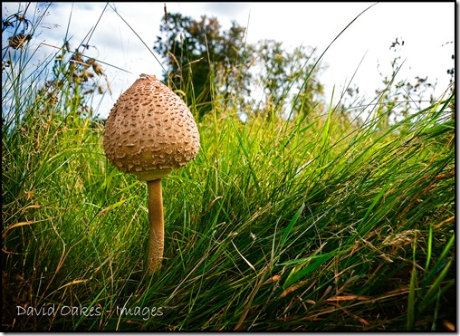 Mushroom-1