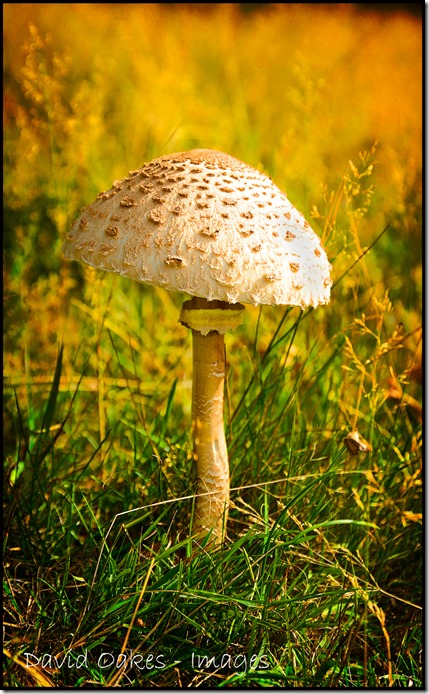 Mushroom-5