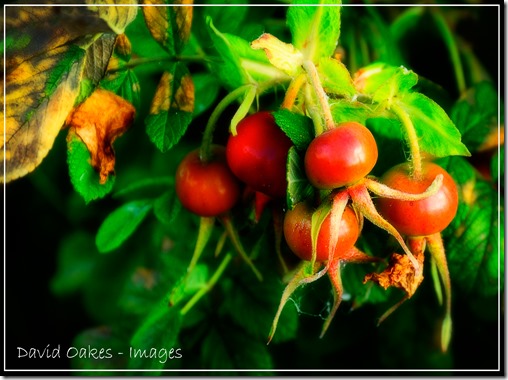 Rose-Hips-_0133