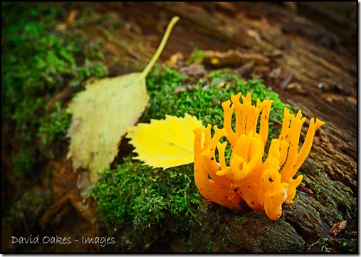 Yellow-Antler-Fungi-x