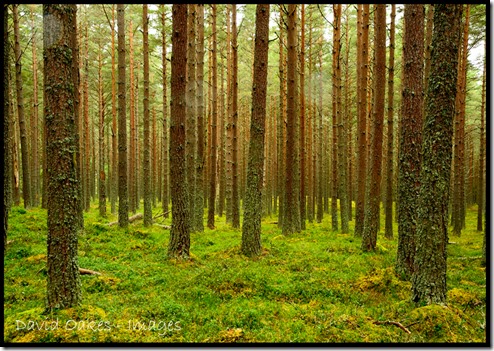 Pine-woods-in-the-Rain