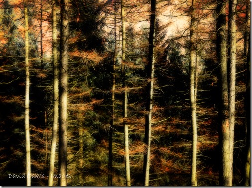 Upper Derwent Valley, Derbyshire