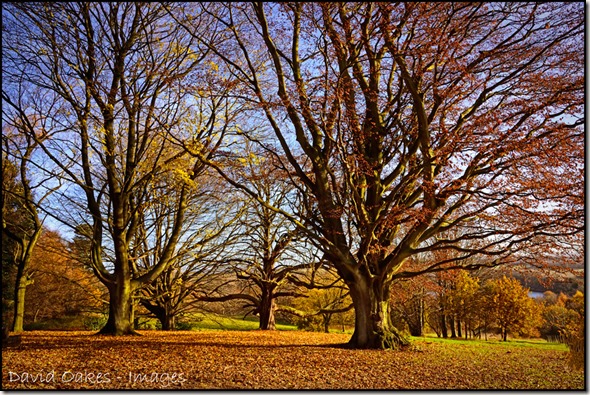 30.11-Beech-Skeletons