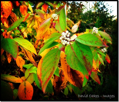Cornus-Fruit