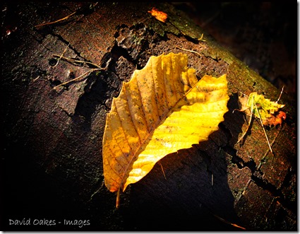 Golden-Leaf