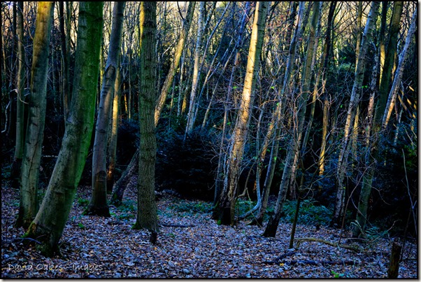 1.12-Frost-in-the-Woods