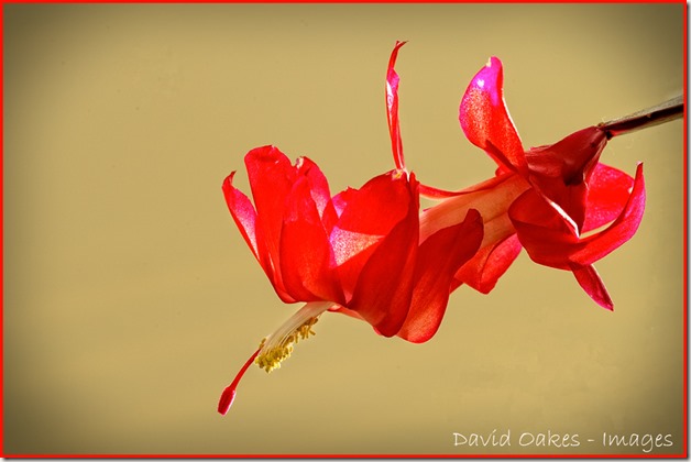 Christmas-Cactus-1