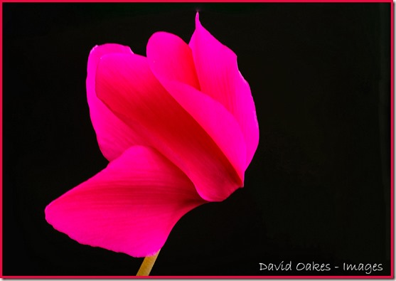 Cyclamen