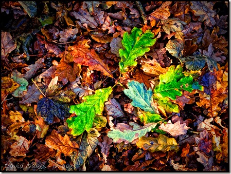 Oak-Leaves