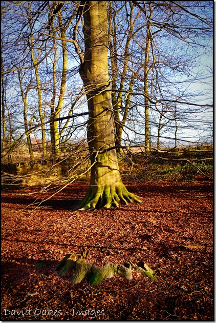 Beech-Calke-4