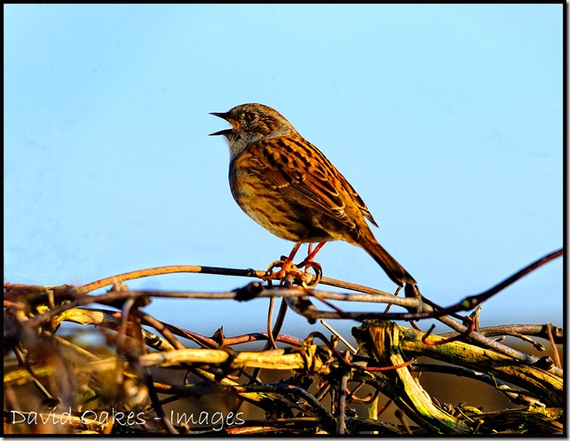 Dunnock