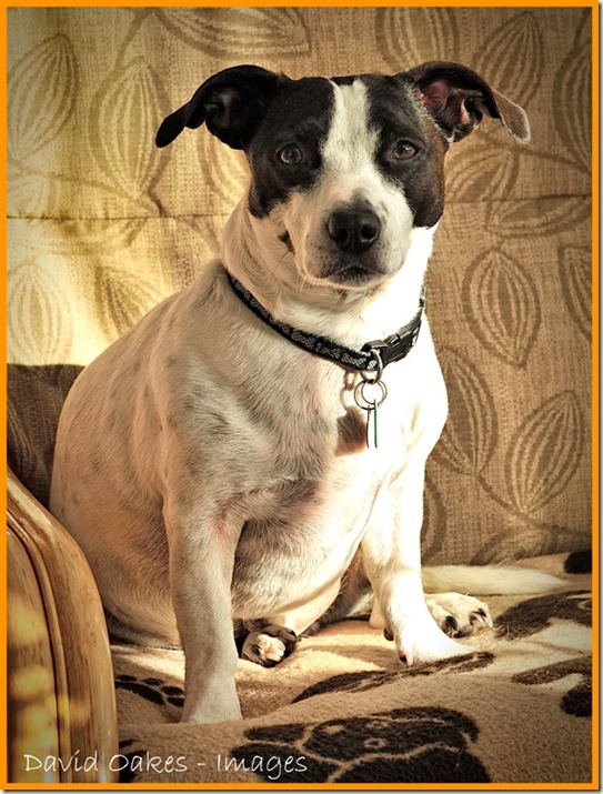 Honest-I've-been-a-Good-Boy!