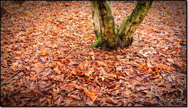 Seems-Like-Autumn-again