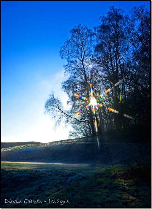 Sun-through-the-Birch