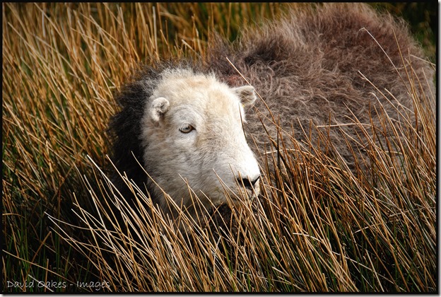 Herdwick-Ewe