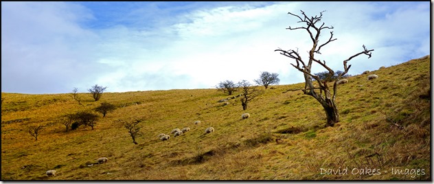 Shhep-Graze-in-the-Evening