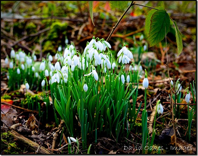 Snowdrop-1