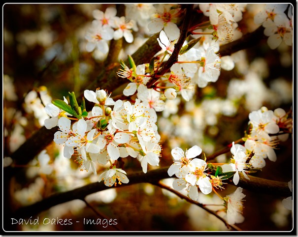 Blackthorn-Blossom-2