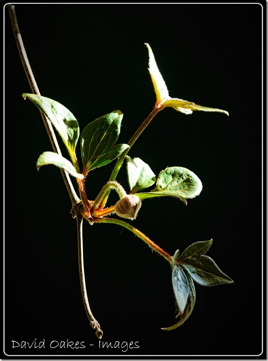Clematis-1