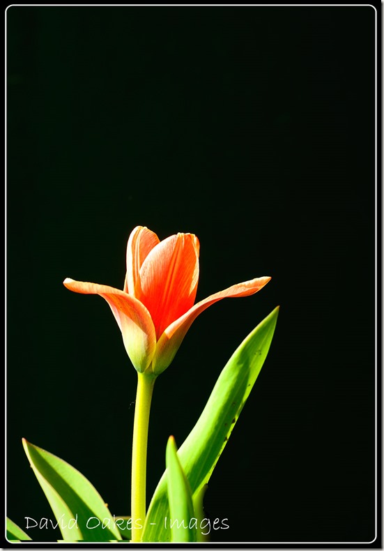First-Tulip